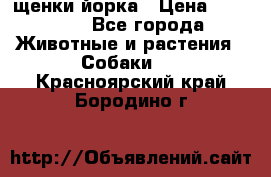 щенки йорка › Цена ­ 15 000 - Все города Животные и растения » Собаки   . Красноярский край,Бородино г.